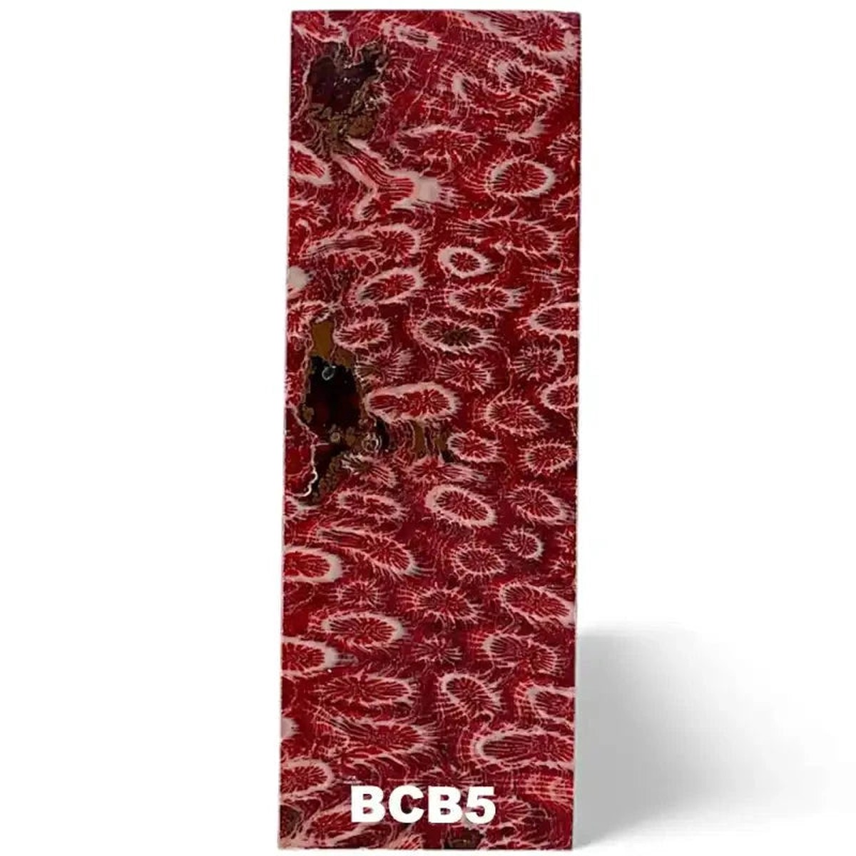 Brain Coral- RED- Raffir Fossil