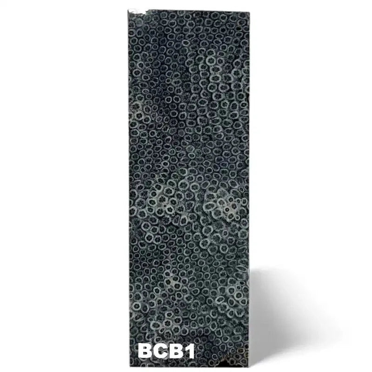 Brain Coral- BLACK- Raffir Fossil
